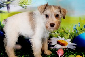 Aliana - puppy for sale