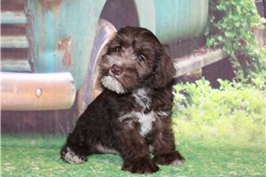 Gabe - Schnauzer, Miniature for sale