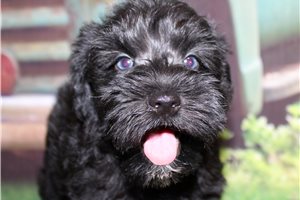Greg - Schnauzer, Miniature for sale