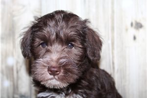 Gabe - Schnauzer, Miniature for sale