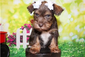 Chanel - puppy for sale