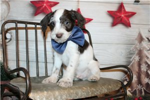 Dean - Schnoodle for sale