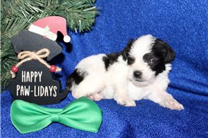 Deeks - Schnoodle for sale