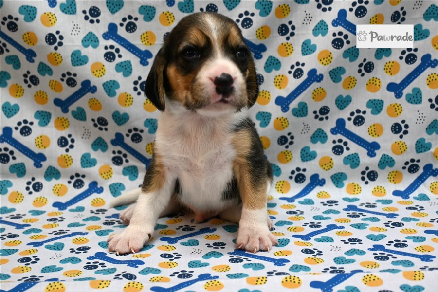 Lawrence - Beagle for sale