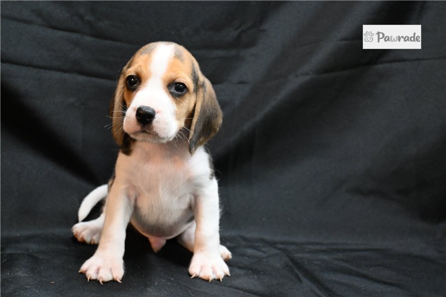 Lynx - Beagle for sale