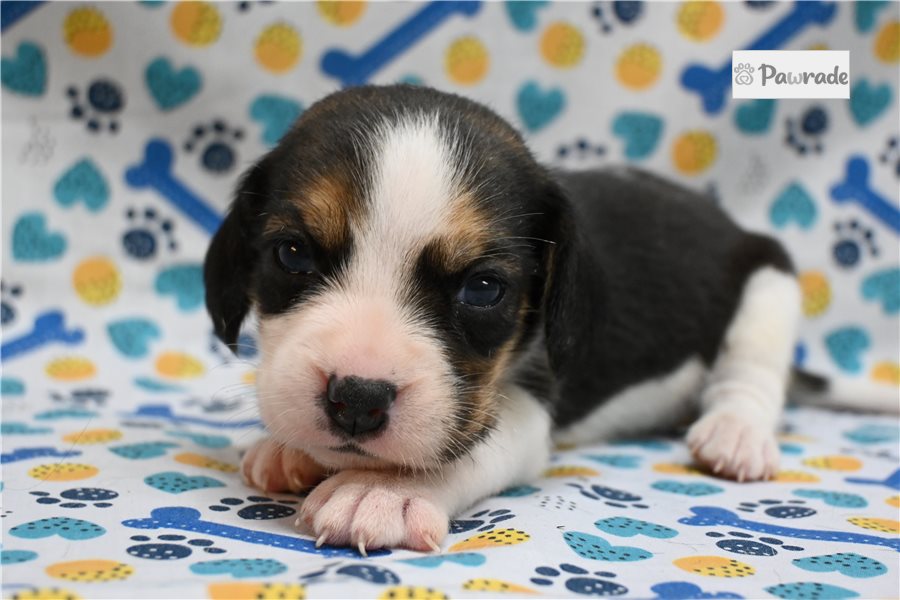 London - Beagle for sale