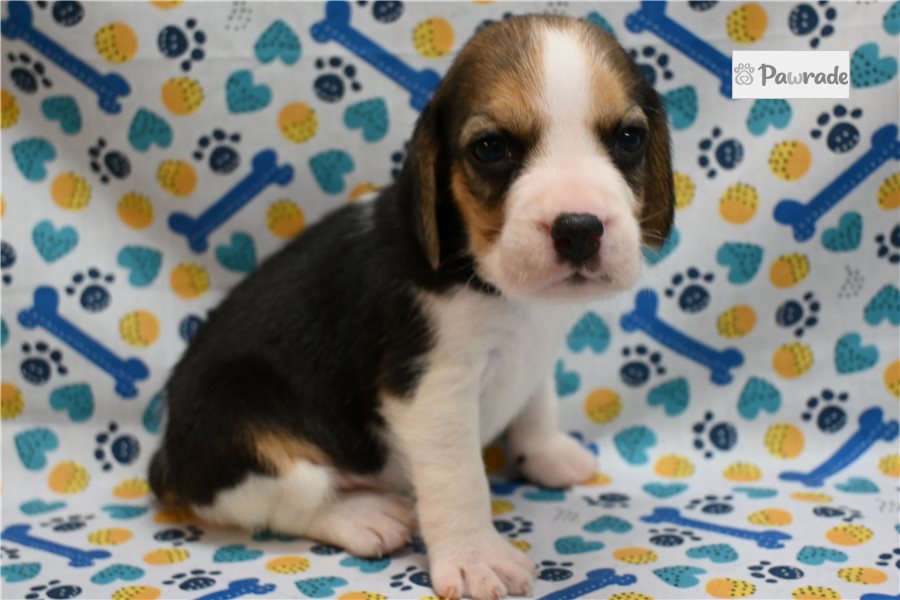 Lynx - Beagle for sale