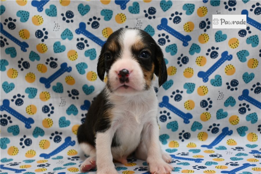 Leon - Beagle for sale