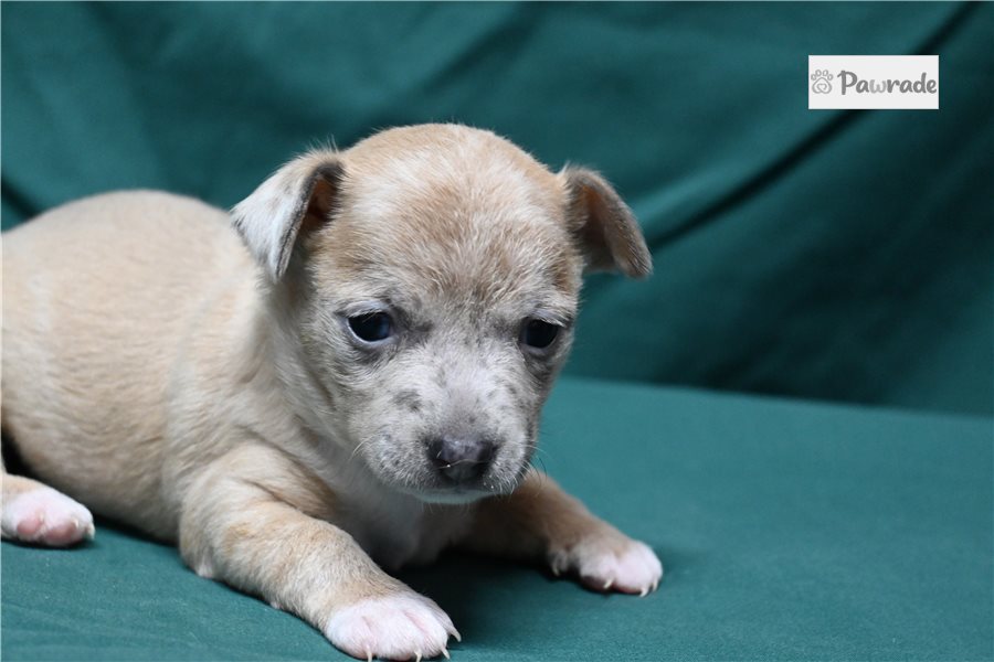 Jack - Chihuahua for sale