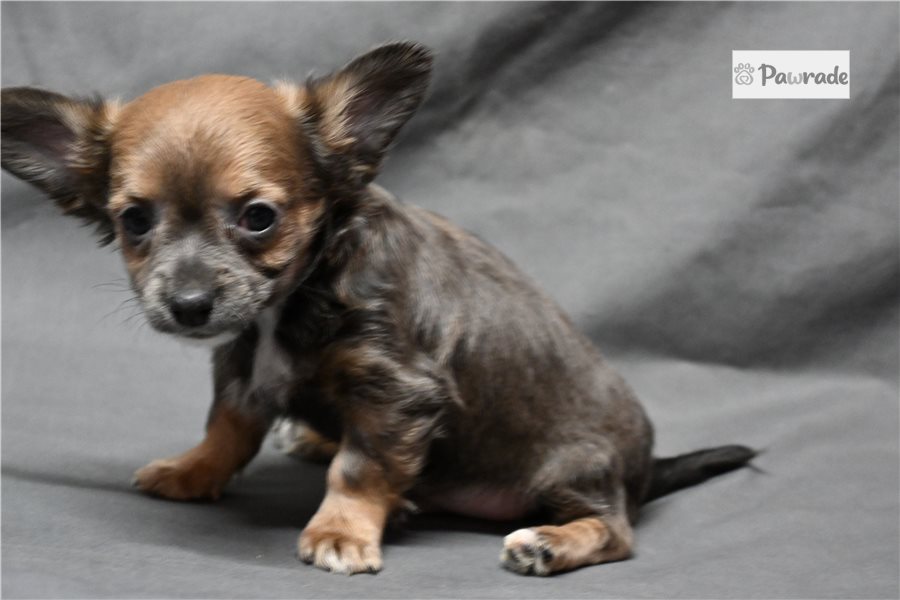 Kian, male Chihuahua puppy for sale