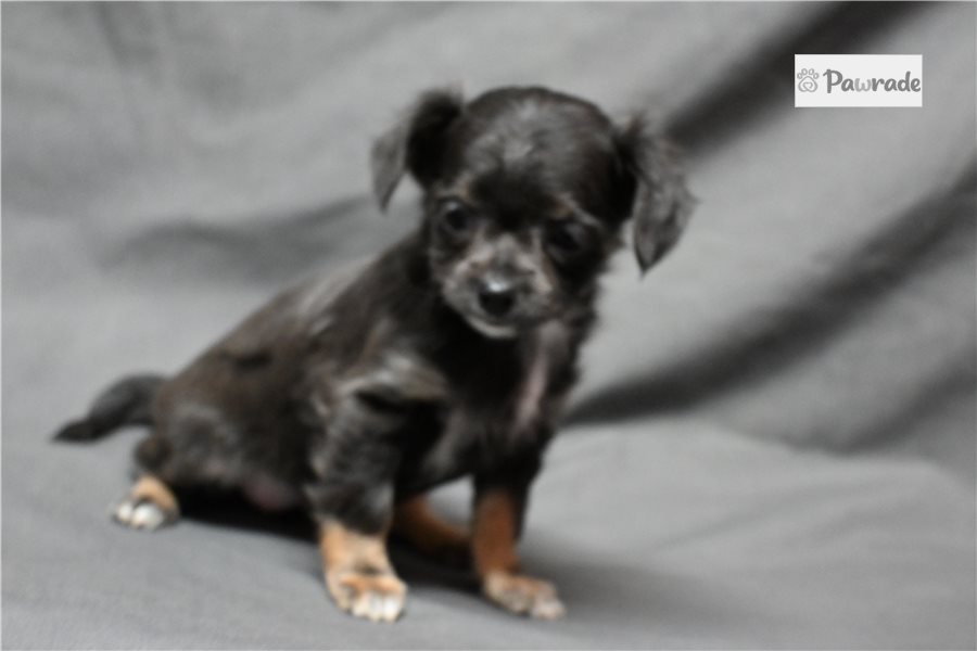 Kendra - Chihuahua for sale