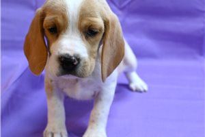Dolly - Beagle for sale