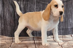 Madison - puppy for sale