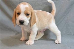 Sherwood - Beagle for sale