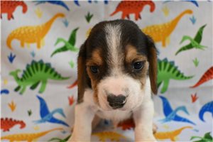 Elton - Beagle for sale