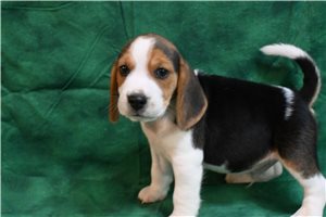 Bird - Beagle for sale