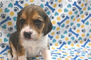Link - Beagle for sale
