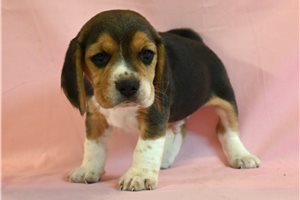 Magus - Beagle for sale