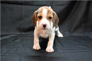 Lauren - Beagle for sale