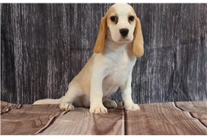 Madison - Beagle for sale