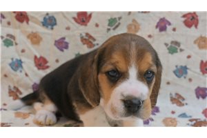 Dillon - Beagle for sale