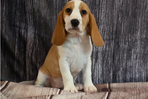 Maeve - Beagle for sale