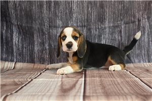 Magda - Beagle for sale