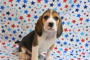 Neptune - Beagle for sale