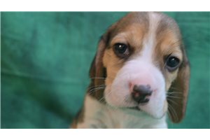 Henri - Beagle for sale