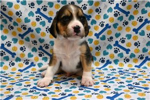 Lawrence - puppy for sale