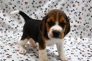 Dillon - Beagle for sale