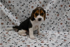 Dawn - Beagle for sale