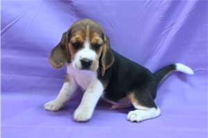Dillon - Beagle for sale