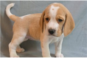 Sidney - puppy for sale
