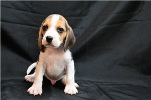 Lynx - Beagle for sale