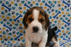 Bird - Beagle for sale
