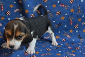 Hannah - Beagle for sale