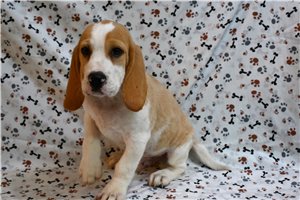 Emmett - Beagle for sale