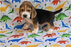 Ernie - Beagle for sale
