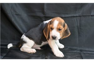 Bird - Beagle for sale