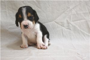 Elton - Beagle for sale