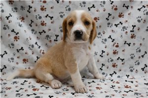 Dolly - Beagle for sale