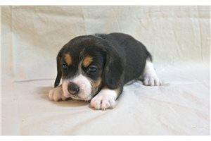 Gloria - Beagle for sale