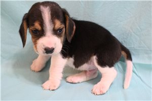 Elton - Beagle for sale