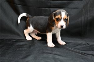 Leon - Beagle for sale