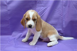 Dante - Beagle for sale