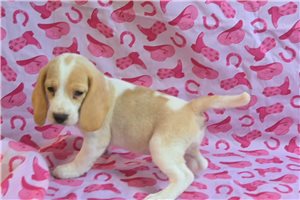 Shirley - Beagle for sale