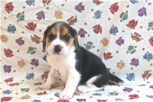 Dawn - Beagle for sale