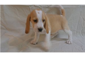 Sidney - Beagle for sale