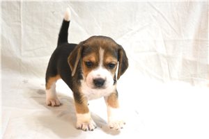 Ernie - Beagle for sale